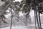 北京师范大学 雪景