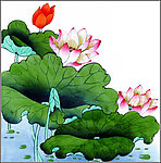 荷花