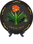 君子兰