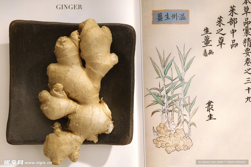 中药 生姜