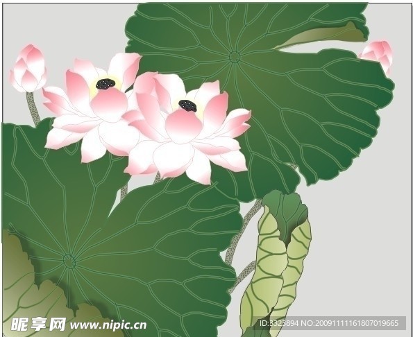 荷花 矢量图