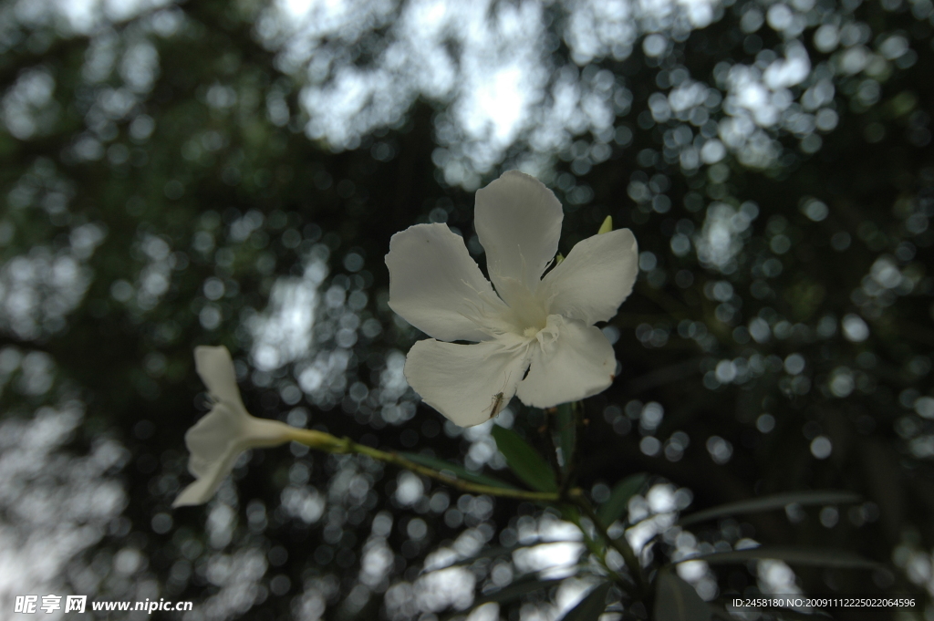 小白花