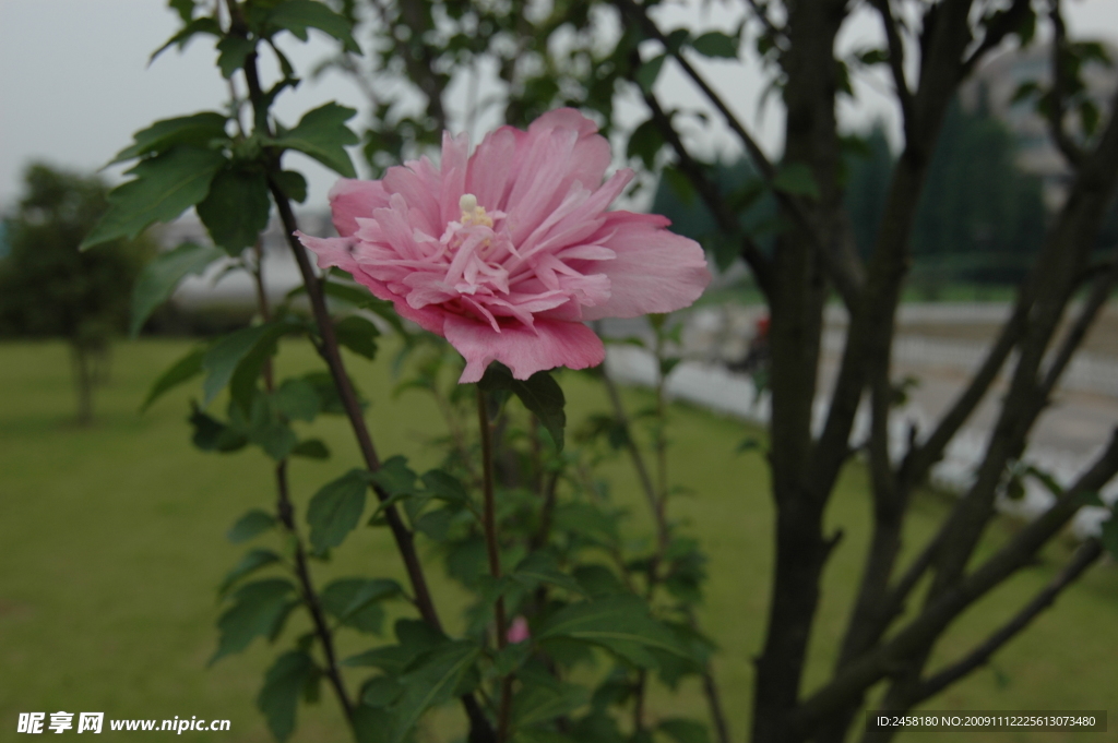 木槿花