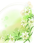 百合花