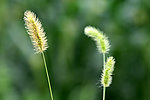 茅草