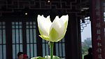 荷花 并蒂莲