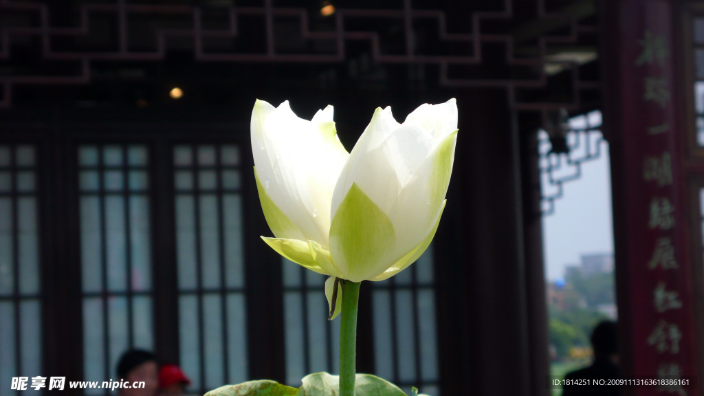 荷花 并蒂莲