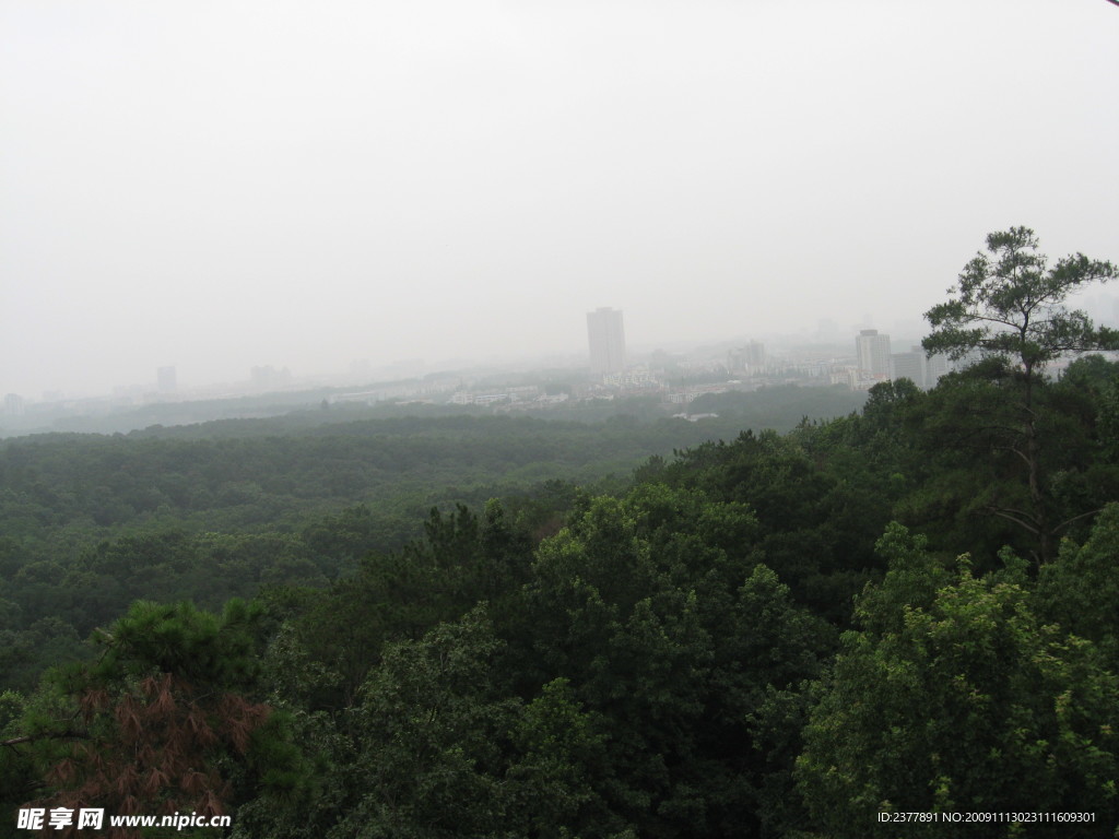 丛林与城市