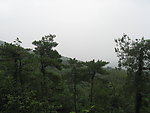 山间丛林