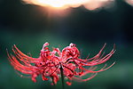 彼岸花