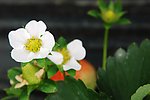 小花草莓花