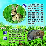 野兔