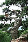 嘟嘟松鼠