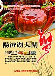 阳澄湖大闸蟹