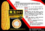 玉米种子宣传单彩页2