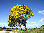 蓝天黄树