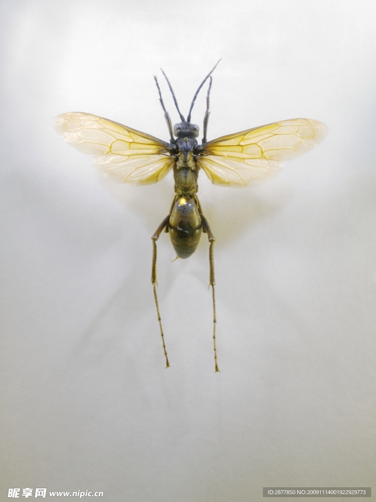 蚊子