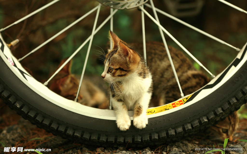 小猫