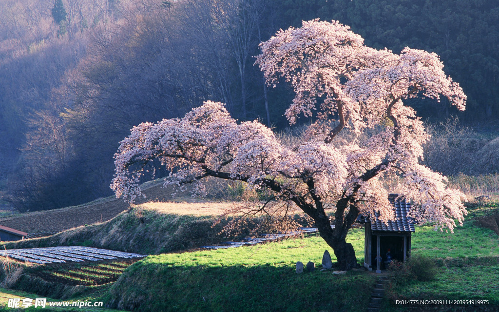 樱花树