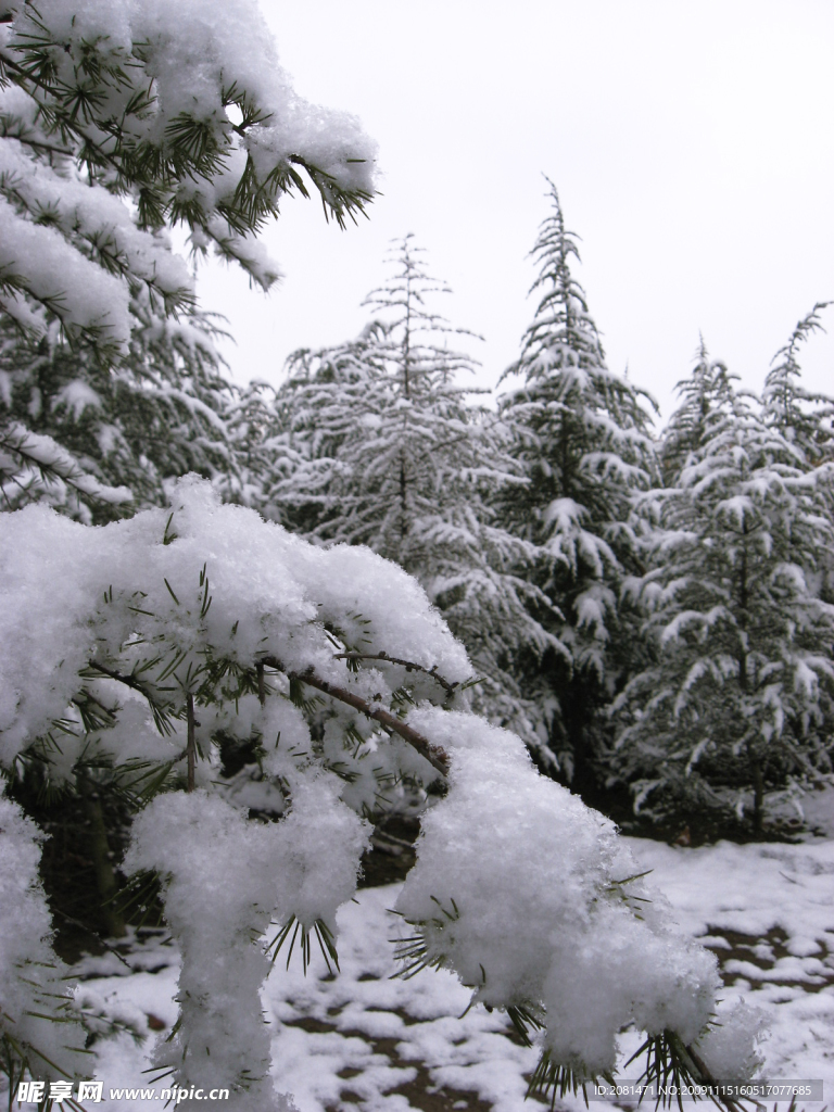 美丽的雪