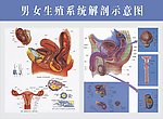 男女生殖解剖图