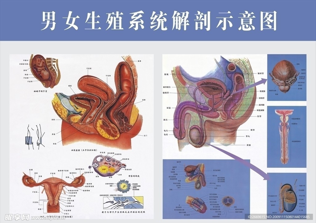 男女生殖解剖图