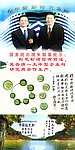 中国松花粉