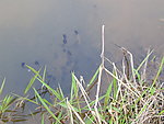 蝌蚪 农村乡村 田园风光 自然景观