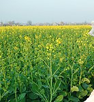 油菜花 农村乡村 田园风光 自然景观