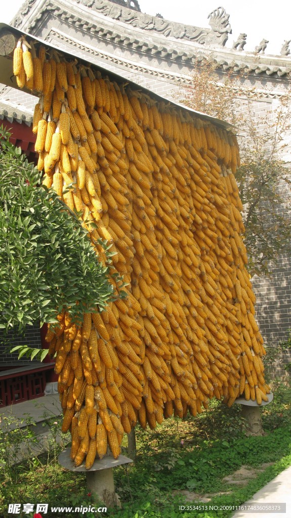 玉米棒
