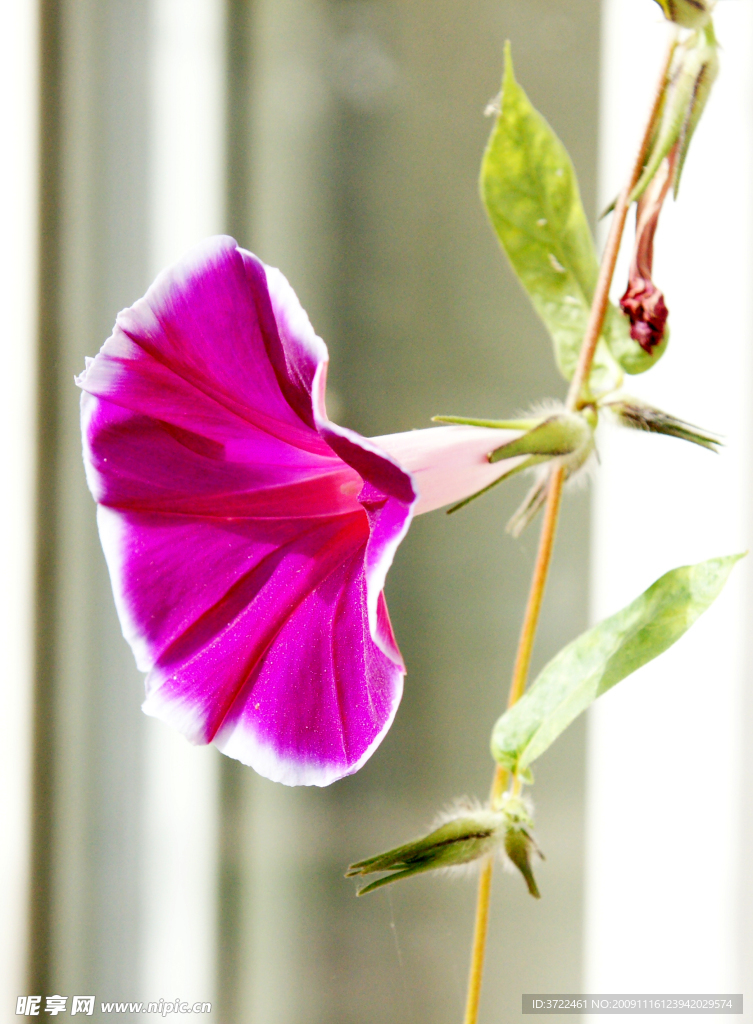 牵牛花