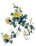 国画 菊花