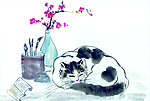 猫的专辑