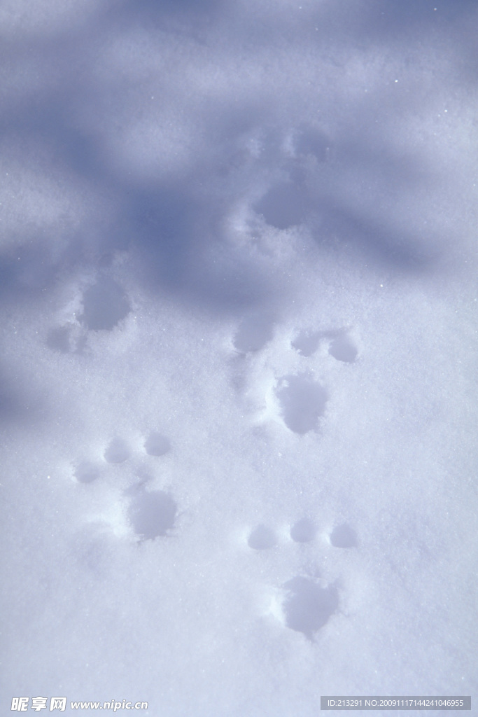 雪地