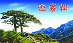 迎客松