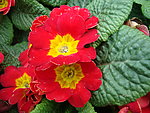鲜花5