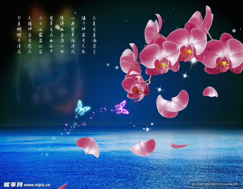 蝴蝶兰