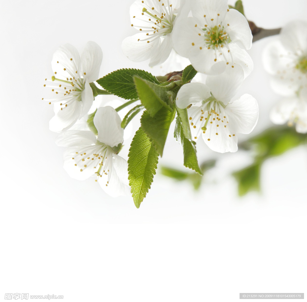 梨花