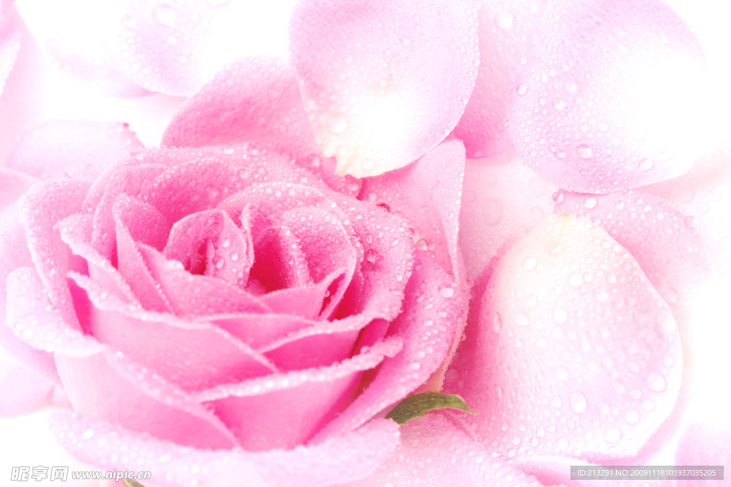 玫瑰花