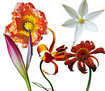 鲜花