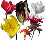 鲜花