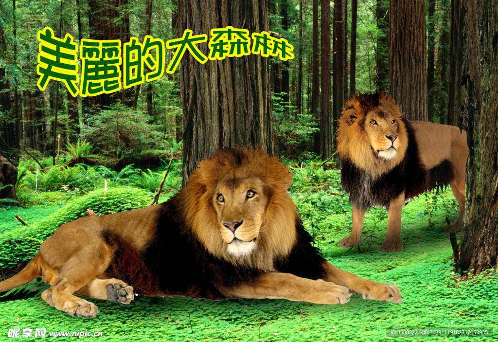 美丽的森林