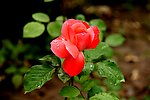 月季花开