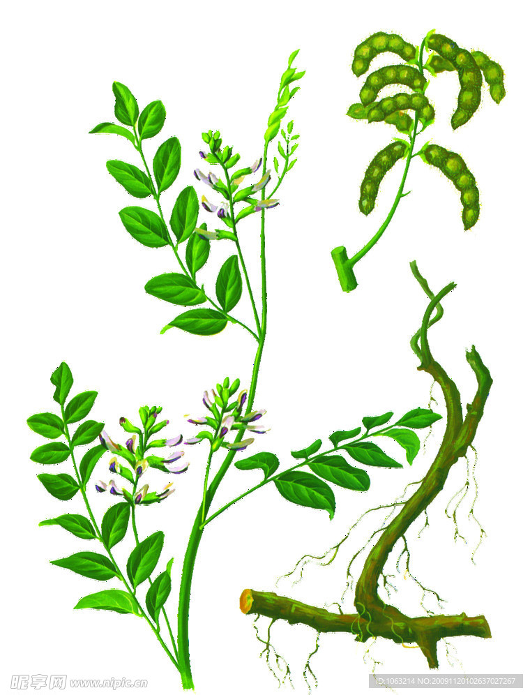 中草药