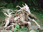 台灣草嶺古道_跌死馬橋_朽馬