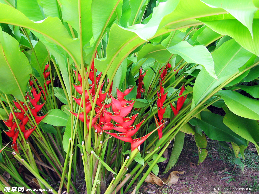西双版纳植物园热带植物