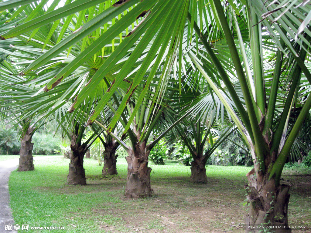 西双版纳植物园风光