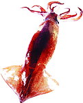 海鲜 鱿鱼