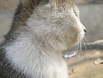 小猫