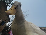 鸭子